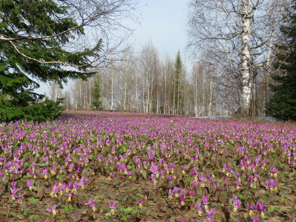 Нац парк салаир карта