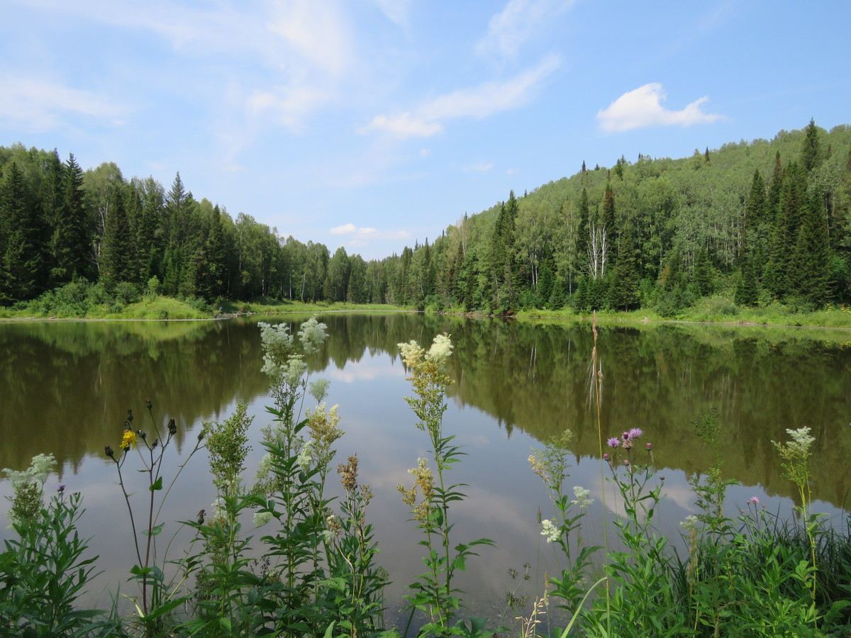 Природа возникновения. Новопокровка природа Алтайский край. Алтайский край фото природы. Дикая природа в Мегионе. Фото природы Алтайского края в сельской местности.