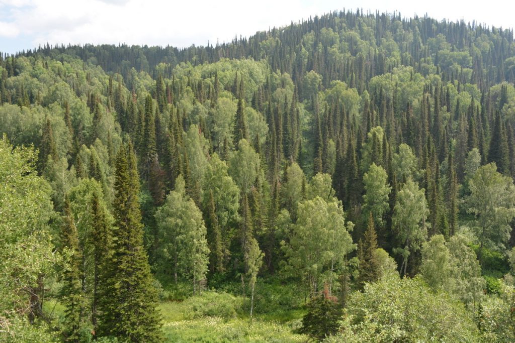 Таежные леса Кузнецкий Алатау