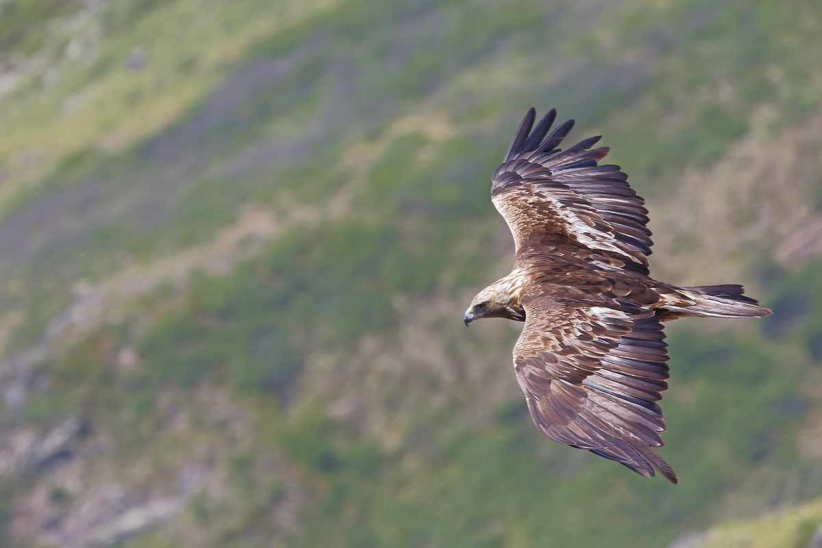 Фото беркута. Беркут Aquila chrysaetos. Беркут Aquila chrysaetos (Linnaeus, 1758). Беркут Халзан. Беркут в Сибири.