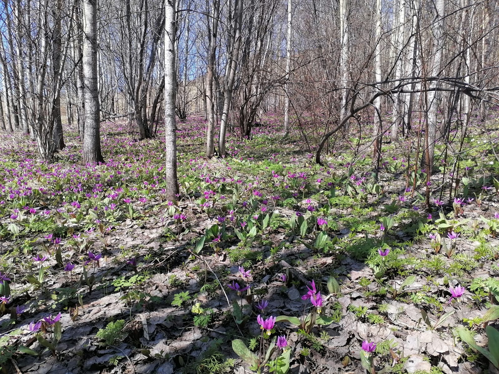 Серое небо красота весенней тайги